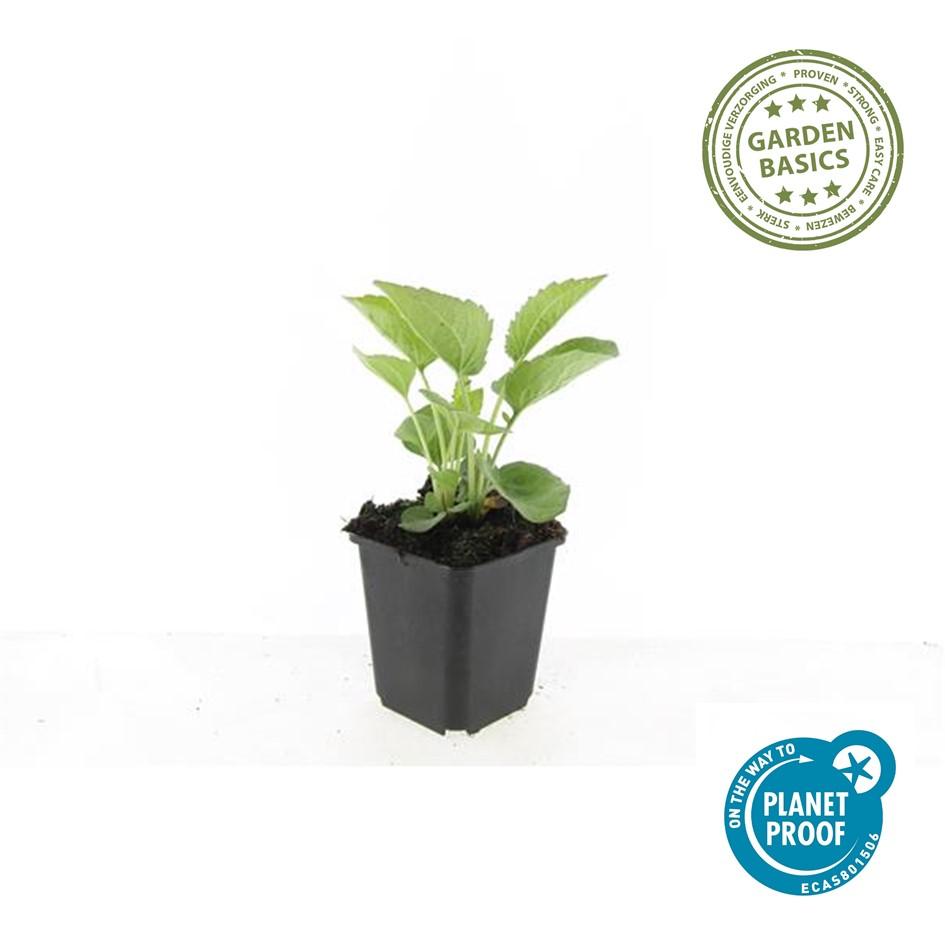 12x Echinacea 'Magnus' Staude (10-25cm) - Rosa Sonnenhut