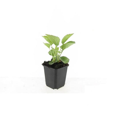 12x Echinacea 'Magnus' Staude (10-25cm) - Rosa Sonnenhut