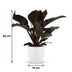 Philodendron Imperial Red - Red Houseplant with White Pot, 60cm Bild 3