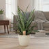 Sansevieria Diamond Green – Schwiegermutterzunge – 80cm Bild 3