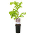 GreenboutiQ Blauregen 'Rosea' – Rosa Blütentrauben, Kletterpflanze, Topf 11cm Bild 2
