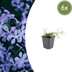 6x Phlox 'Emerald Cushion Blue' (10-25cm, Ø9cm) Bild 1