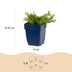Green boutiQ - Perennial - Phlox MacDaniel's Cushion - Flame Flower - Ground Covering - Dark Pink - 3 Plants - Pot 11cm - Height 15-25cm Bild 3