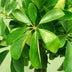 Green boutiQ - Zimmerpflanzen - Schefflera Nora - Fingerbaum - Wenig Pflege - Grün - 1 Pflanze - Topf 21cm - Höhe 70-82cm Bild 5