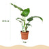Green boutiQ - Zimmerpflanzen - Alocasia Cucullata - Buddhas Hand - Wenig Pflege - Grün - 1 Pflanze - Topf 17cm - Höhe 60-65cm Bild 3