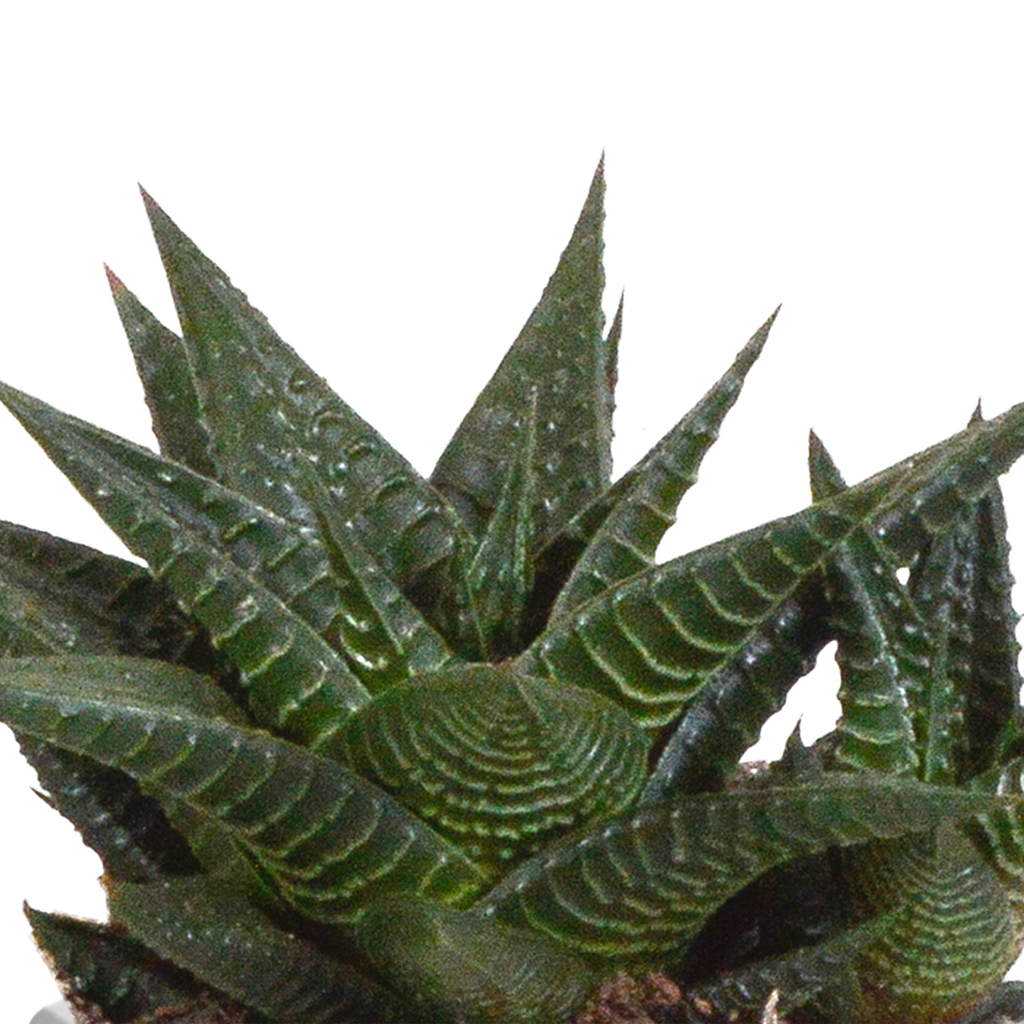 Gasteria/Haworthia-Mischung 8,5cm - 3x - in terracotta pot