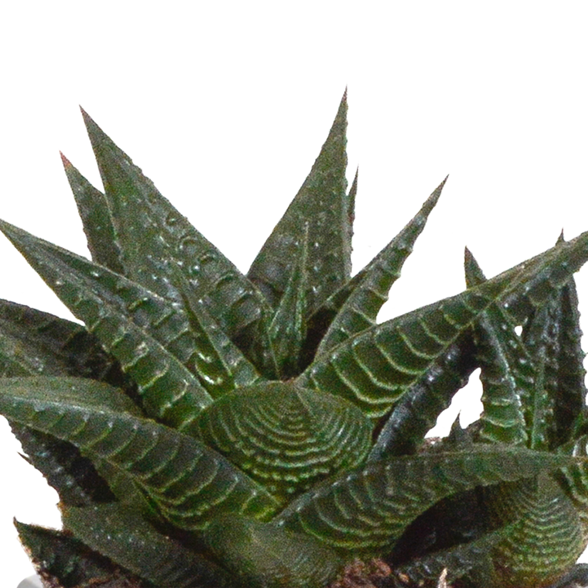 Gasteria/Haworthia-Mischung 8,5cm - 3x - in terracotta pot