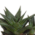 Gasteria/Haworthia Mischung 8,5cm - 3 Pflanzen im Terrakottatopf Bild 3