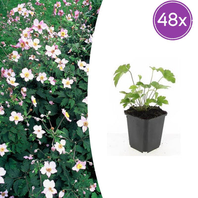 48x Japananemone 'Robustissima' - 10-25cm - Ø9cm Topf