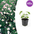 48x Japananemone 'Robustissima' - 10-25cm - Ø9cm Topf Bild 1