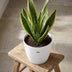ELHO Brussels Round Plant Pot 25 cm White - Recycled Plastic Bild 4
