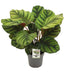 Calathea Fasciata – Elegant Houseplant, ↕50cm Bild 1
