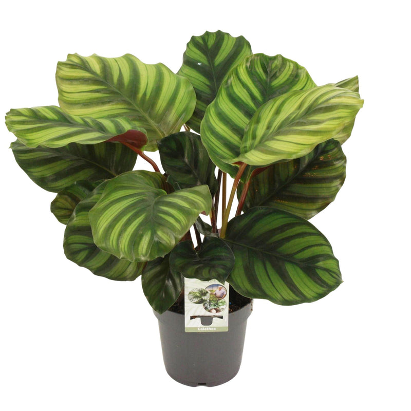Calathea Fasciata – Elegant Houseplant, ↕50cm