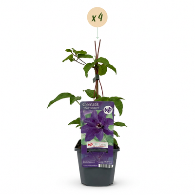 4x Clematis 'The President' - Lila Kletterpflanze, Ø9cm, ↕35cm