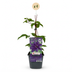 4x Clematis The President - Waldrebe The President - Lila - Kletterpflanze - Ø9cm - ↕35cm Bild 2