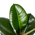 Ficus Elastica Robusta Ø17cm - ↕50 - 60cm Bild 4