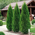 GreenboutiQ Thuja Smaragd, 6 Heckenpflanzen, immergrün, 60cm Bild 4