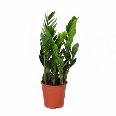 Zamioculcas Zamiifolia (ZZ-Pflanze) - Ø17cm, ↕60cm