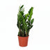 Zamioculcas Zamiifolia (ZZ-Pflanze) - Ø17cm, ↕60cm Bild 1