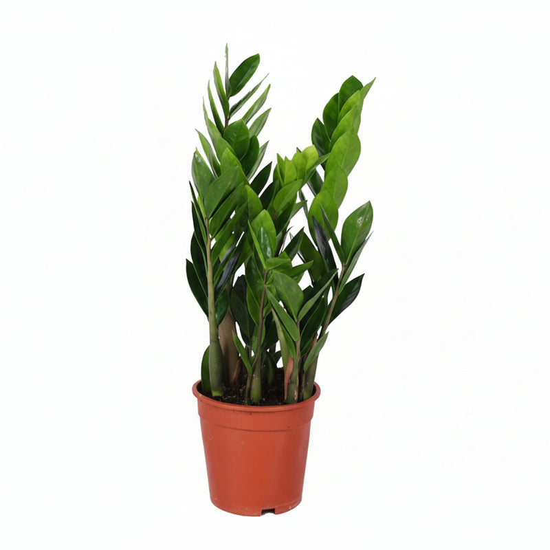 Zamioculcas Zamiifolia (ZZ-Pflanze) - Ø17cm, ↕60cm