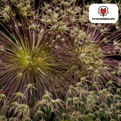Allium schubertii 5 pieces