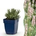 Green boutiQ - Perennials - Lavandula ang. Rosea - Lavender - Fragrances - Pink - 12 Plants - Pot 11cm - Height 15-25cm Bild 1