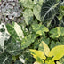 6x Baby Variegata Mix - Tropische Zimmerpflanzen, Ø6cm Bild 4