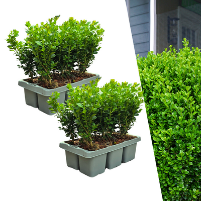 12x Buxus NewGen Freedom Immergrüne Sträucher | Robuster Buchsbaum