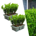 12x Buxus NewGen Freedom Immergrüne Sträucher | Robuster Buchsbaum Bild 1