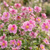 Green boutiQ - Perennial - Anemone hup. Splendens - Autumn Anemone - Shade - Dark Pink - 3 Plants - Pot 11cm - Height 15-25cm Bild 9