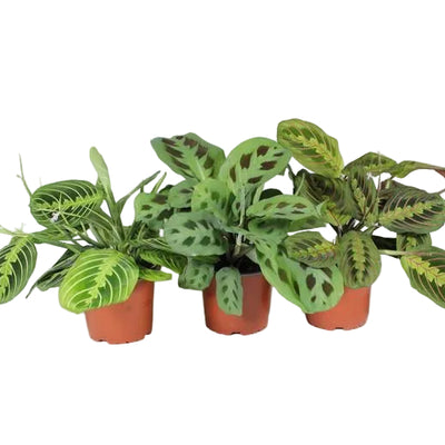 Maranta Leuconeura 'Fascinator' Mix - P12cm - H30cm