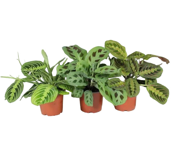 Maranta Leuconeura 'Fascinator' Mix - P12cm - H30cm