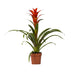Guzmania Ostara - 45cm hoch, Ø12cm Topf Bild 1