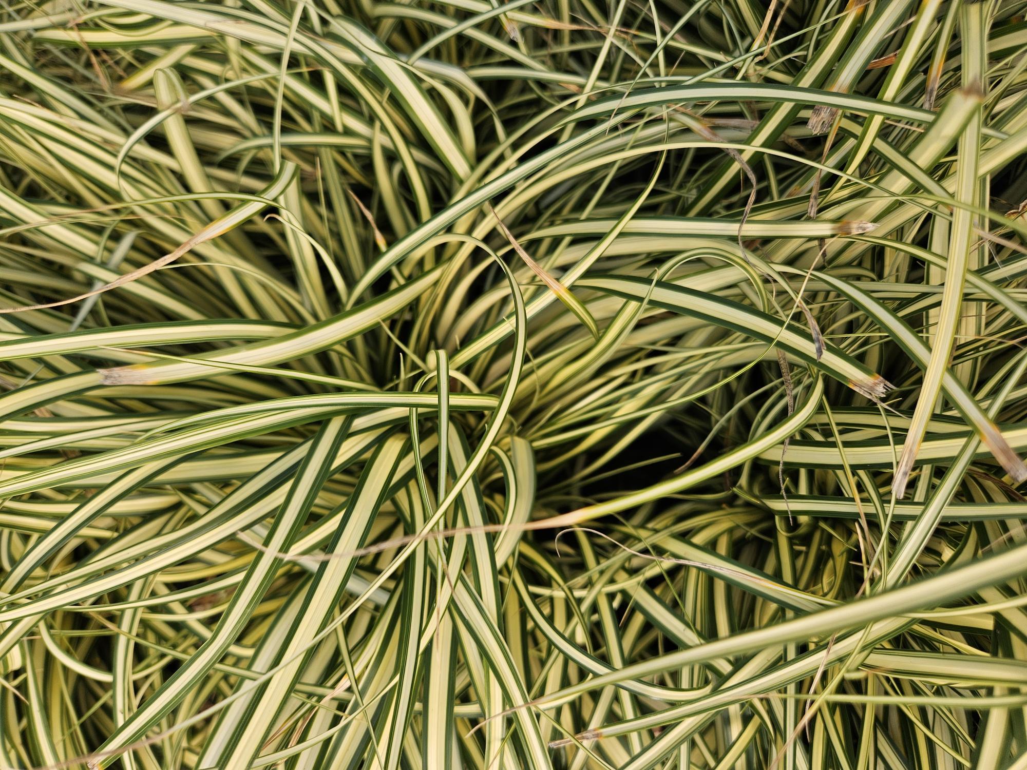 48x Carex oshim. 'Evergold'  - ↕10-25cm - Ø9cm