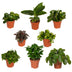 Mystery Box Houseplant - Ø12cm, H:25cm Bild 1