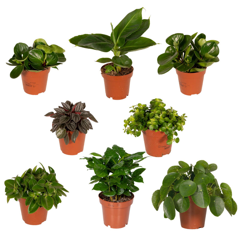 Mystery Box Houseplant - Ø12cm, H:25cm