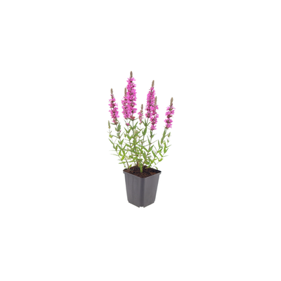 12x Blutweiderich (Lythrum salicaria) - 10-25cm hoch, Ø9cm Topf