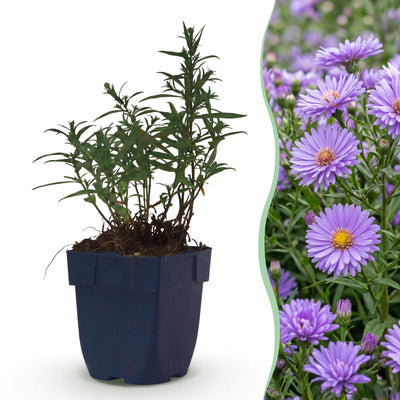 Green boutiQ - Perennial - Aster (D) Mediterranean - Sea Aster - Bee and Butterfly Attractor - Purple - 6 Plants - Pot 11cm - Height 15-25cm
