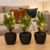 Mini Christmas Tree Set 3: Anthracite Pot + 20 LED Lights Bild 3