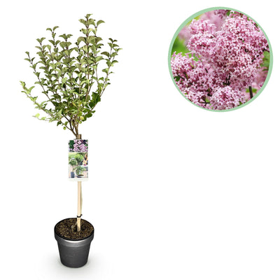 Zwergflieder Palibin auf Stamm, lila, winterhart, 90 cm