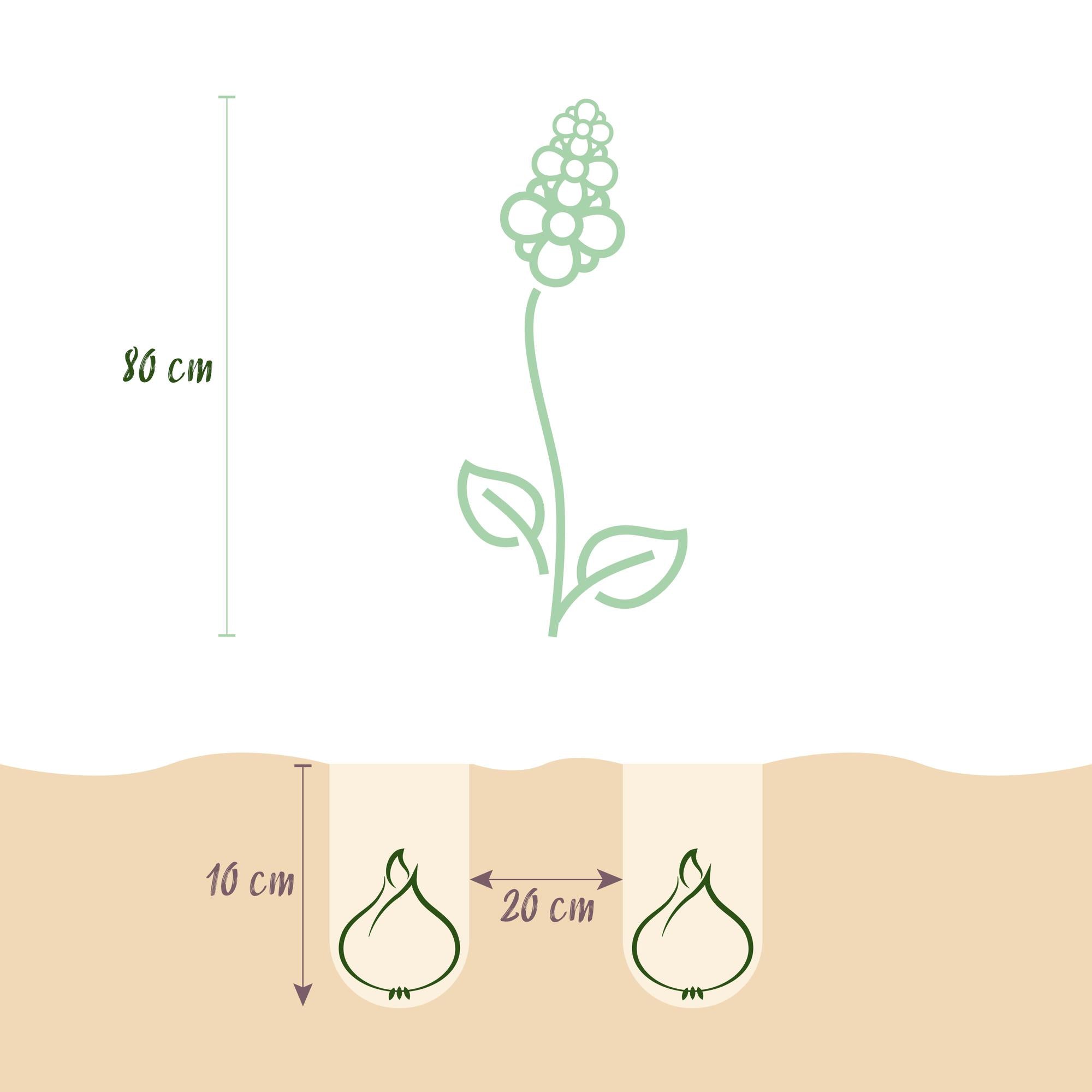 GreenboutiQ - Blumenzwiebeln - Camassia Leichtlinii Mix - Bulbs Hardy Perennial - Farbe Lila und Weiß - 5 Stück - Zwiebelgröße 12/14 - XXL Pack