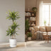 Dracaena Riki Pflanze – 140 cm – Elegante Zimmerpflanze Bild 3