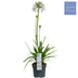 Agapanthus 'Fireworks' - Blaue Blüten, 75cm, 19cm Topf Bild 2