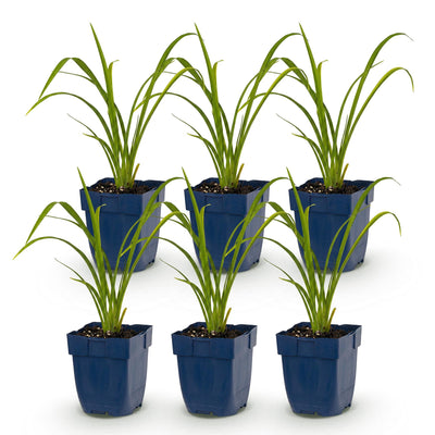 Green boutiQ - Perennial - Hemerocallis Mauna Loa - Daylily - Bee and Butterfly Attractors - Orange - 6 Plants - Pot 11cm - Height 15-25cm