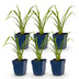 Green boutiQ - Perennial - Hemerocallis Mauna Loa - Daylily - Bee and Butterfly Attractors - Orange - 6 Plants - Pot 11cm - Height 15-25cm Bild 2
