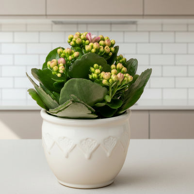 3x Kalanchoë Topf 7cm – Pflegeleicht & farbenfroh