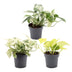 3x Epipremnum Tricolour (6cm Topf) - Tropische Blattschönheiten Bild 2