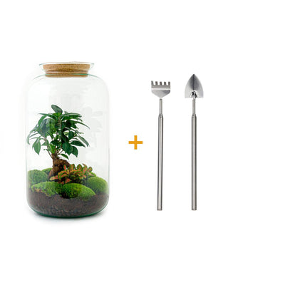 Flaschengarten Sven Bonsai DIY-Set: Autarkes Biotop mit Ficus Ginseng & Fittonia