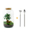 Flaschengarten Sven Bonsai DIY-Set: Autarkes Biotop mit Ficus Ginseng & Fittonia Bild 1