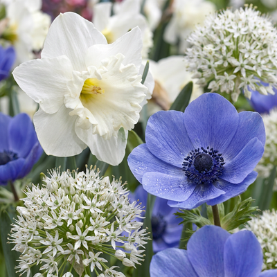 Sunny Garden Blumenzwiebeln Mix - 140 Stück, Sommerblüher